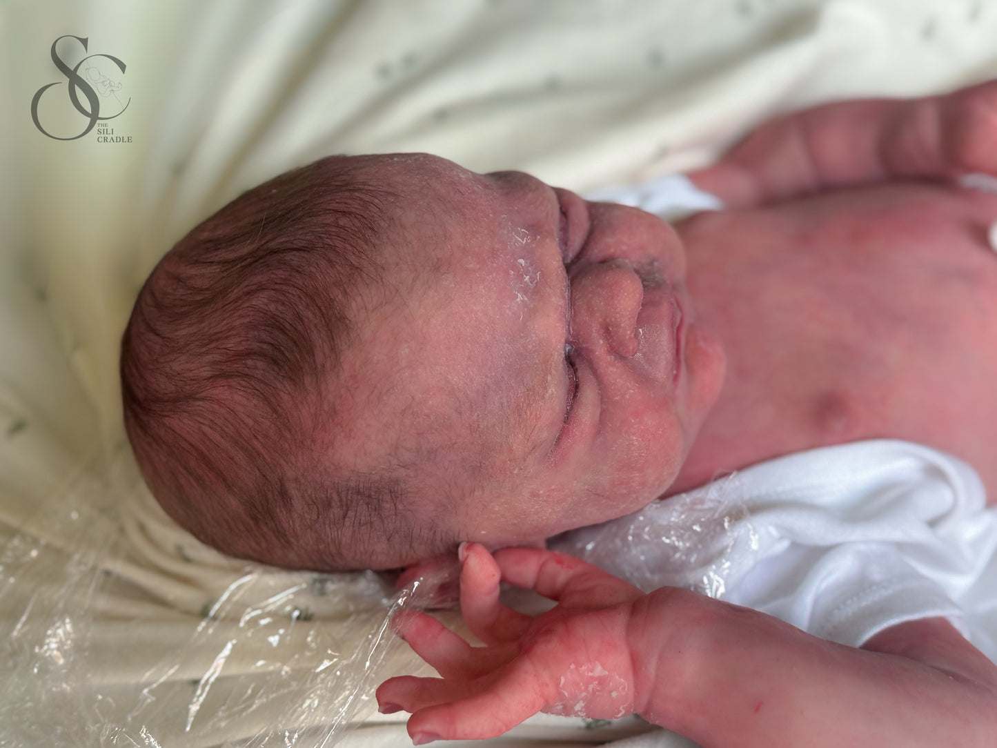 SOLE— Ollie by Sylvia Manning