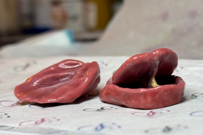 Painted tongue and gum set